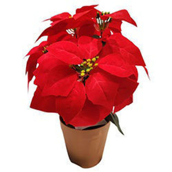 Imagen de Navidad Estrella Federal en Maceta